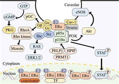 The emerging role of estrogen's non-nuclear signaling in the cardiovascular disease